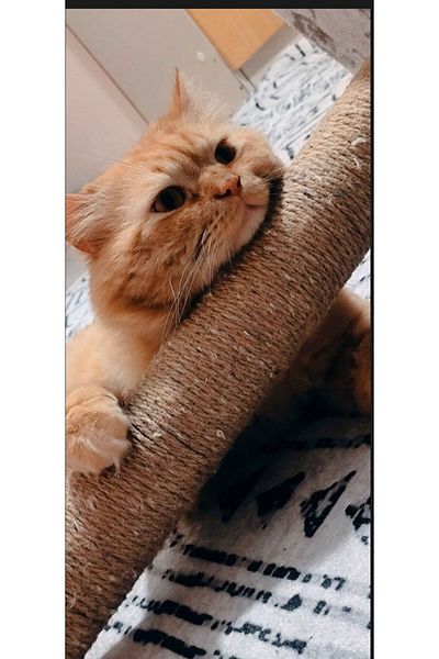 MAVİ UMAY Scratching Board