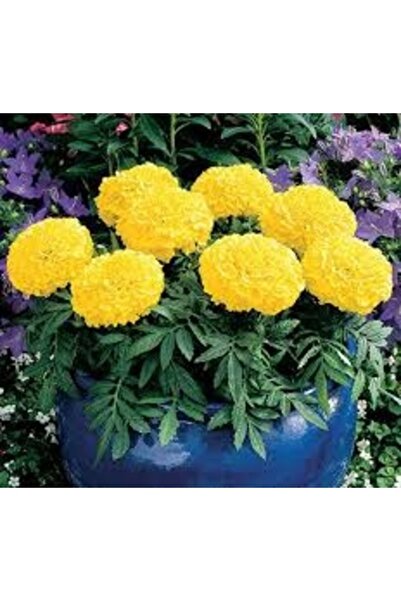Köy Tohumları 150 Adet Tohum Organik Top Sarı Kadife Çiçeği Tohumu Mezarlık K...