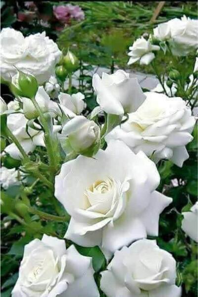 Hınzır Beyaz Aşılı Srmaşık Gül Fidanı 50 80 Santim Arası