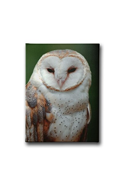 Desenlio Slika na platnu sove