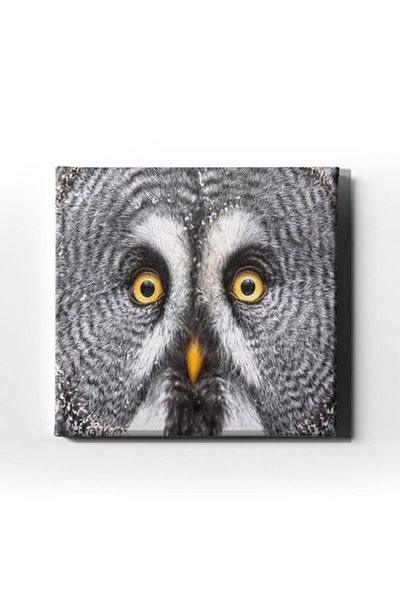 Desenlio Veiled Owl Canvas Print