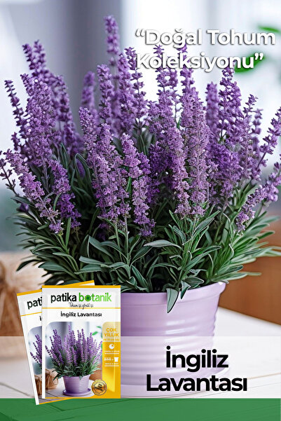 Patika Botanik 20 Adet Bodur Ingiliz Lavantası- Saksılık ( English Lavender)