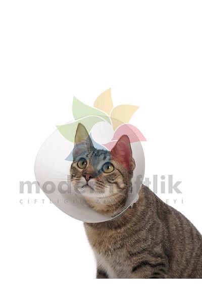 Natural 5 Cm. Seamless Cat Dog Collar and Neck Collar - 1 Piece