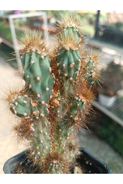 PLANTİS BOTANİK Cereus peruvianus monstrosus 9cm saksılı Kaya kaktüs