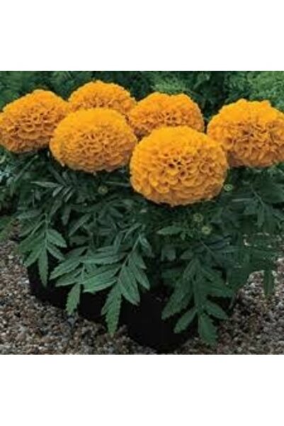 Köy Tohumları 200 Adet Tohum Organik Saray Bahçeleri Mis Kokulu Sarı Top Kadi...