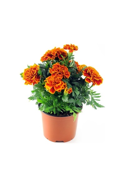 Köy Tohumları 200 Adet Tohum Organik Saksılık Karagöz Yayılıcı Kır Kadife Çiç...