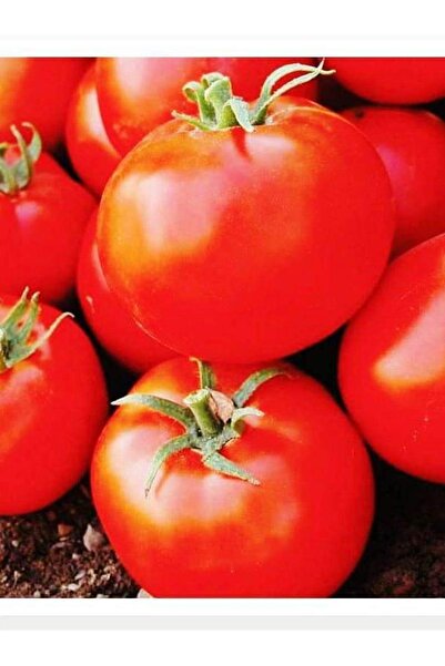 AGRODAL TARIM Ata Tohumu Yerli Doğal Oturak Sofralık Sc-2121 Domates 100 Adet...