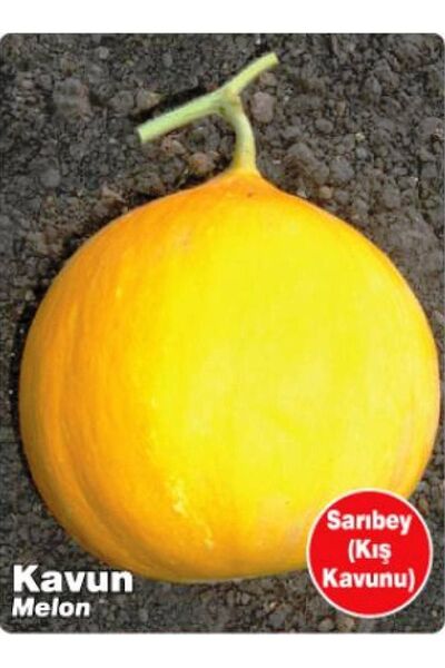AGRODAL TARIM Ata Tohumu Yerli Doğal Kışlık Kavun Sarıbey 100 Adet Tohum