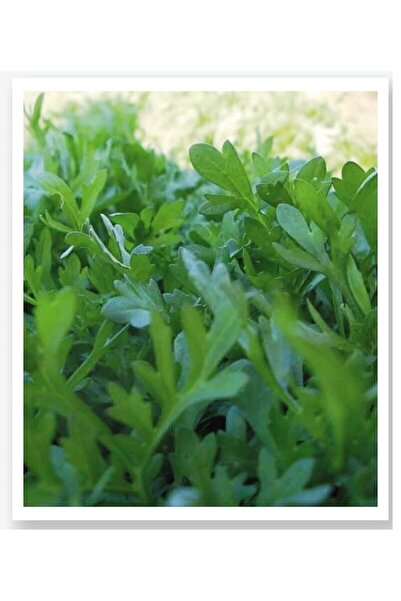 ALPAGRO MONDE Hobi Paket Yerli Doğal Yeşillik Kıl Ince Tere 165 Adet Sebze To...