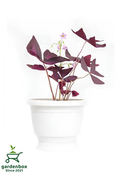 Gardenbox Uyku Çiçeği Mor Yonca 1 ADET Saksılı 20-30Cm (Oxalis Triangularis)
