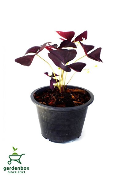 Gardenbox Süs Yoncası Uyku Çiçeği 15-25Cm Oxalis triangularis