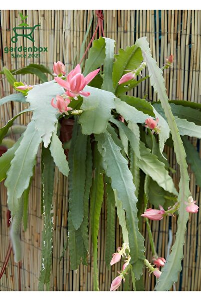 Gardenbox Atlas Çiçeği Pembe Renk 15-25Cm (Pink Epiphyllum)