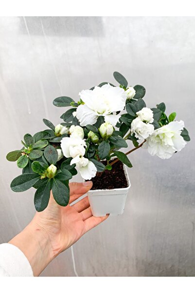 The Best Online Beyaz Çiçekli Açelya Bitkisi Azalea