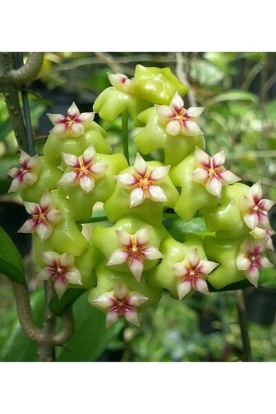 Antalya tropiksera Hoya Ut 033 - Kokulu Mum Çiçeği 10-20 Cm, Toprak Da Köklü ...