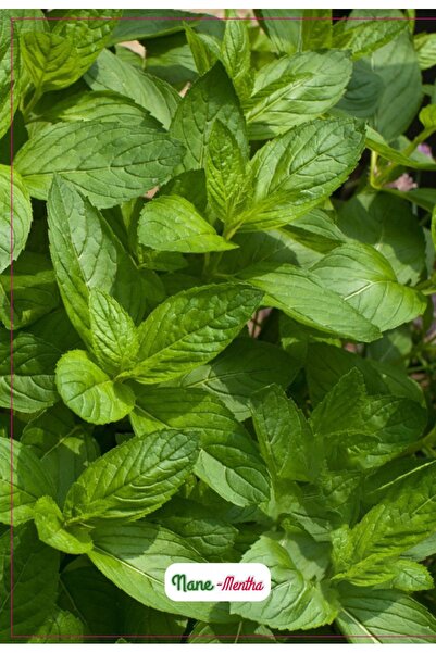 AGRODAL TARIM Keskin Kokulu Yerli Doğal Nane Çiçeği Tohumu