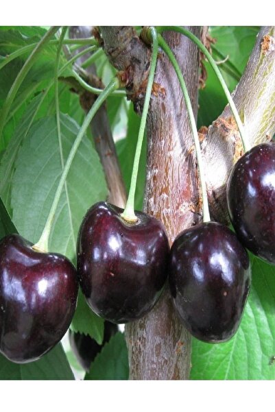 DOĞA FİDANCILIK ( 4 Adet ) Aşılı Bodur Koyu Kırmızı Kiraz Fidanı 3 Yaş