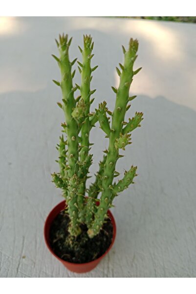 Ravza Çiçekçilik Opuntia Salmiana 5. 5 Cm Saksıda Çok Güzel Çiçek Açan Kaktüs