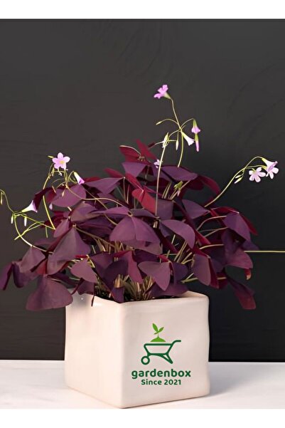 Gardenbox Süs Yoncası Mor Yapraklı Yonca Çiçeği 1 ADET 20-30 Cm (Oxalis triangularis)