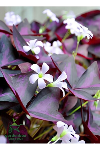 Gardenbox Uyku Çiçeği Süs Yoncası 1 ADET Dekoratif Salon çiçeği(Oxalis triangularis)