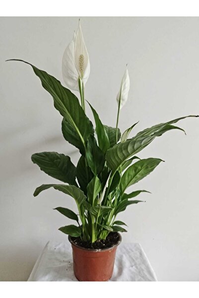 Mery Flowers Barış Çiçeği Spathiphyllum - Spatifilyum Çiçeği Yelken Bitkisi