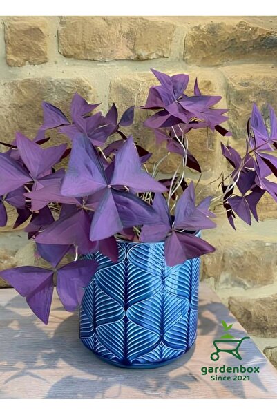 Gardenbox Harika Görünümlü Süs Yoncası Uyku Çiçeği 1 ADET Sakıslı 15-25Cm