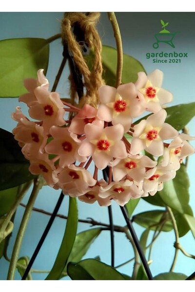 Gardenbox Harika Görünümlü Beyaz Renk Mum Çiçeği 10-20Cm Hoya