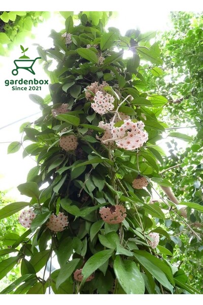Gardenbox Hoya Beyaz Renk Mum Çiçeği 30-50Cm Çok Yıllık Sarmaşık Bitki