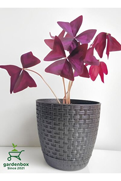 Gardenbox Mor Süs Yoncası Çiçeği 20-30Cm 1 ADET Canlı Çiçel Oxalis triangularis