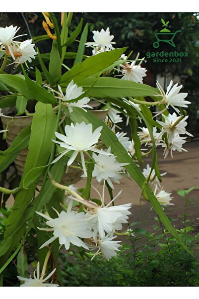 Gardenbox Beyaz Renk Atlas Çiçeği Sarkıcı Bitki 10-20Cm (White Epiphyllum)