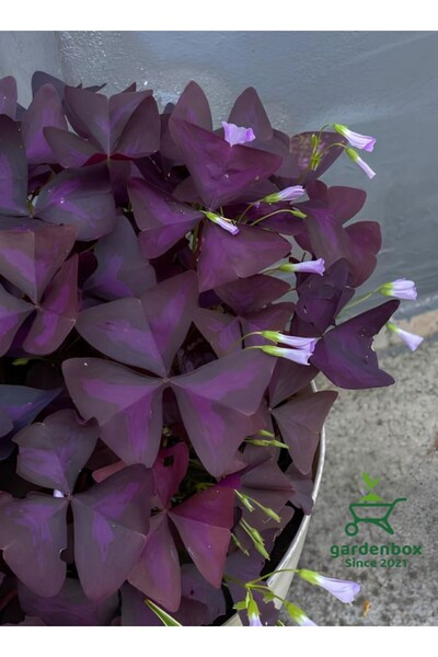 Gardenbox Hoş Görünümlü Uyku Çiçeği 1 ADET Saksılı 20-30Cm