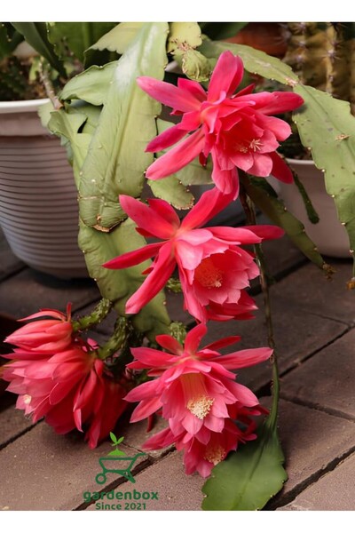Gardenbox Kırmızı Atlas Çiçeği 1 ADET Saksılı 15-20cm (Epiphyllum)