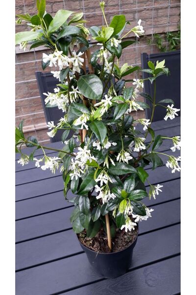 bahçevilya "beyaz Çiçekli Kokulu Arap Yasemini Fidanı - 1-2 Yaş Tüplü