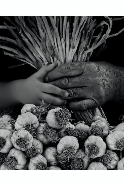 Ponem Coğrafi Tescilli Kastamonu Taşköprü Iri Boy Doğal Sarımsak 1 Kg