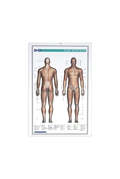 Gürbüz Kabartma Kas Sistemi 35 X 50 Cm Insan Vücudu Kas Sistemi