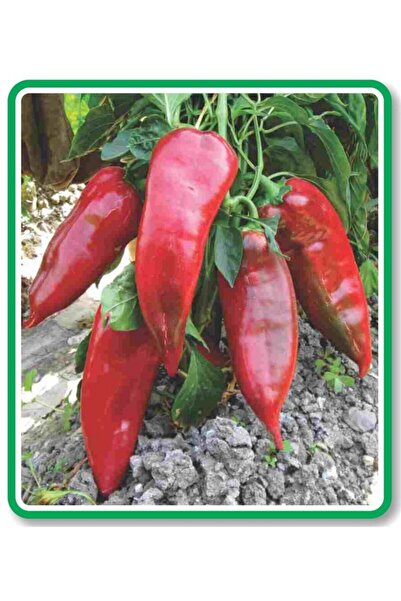 AGRODAL TARIM Ata Tohumu Yöresel Yerli Doğal Tatlı Pala Yağlık Köz Biber 500 ...