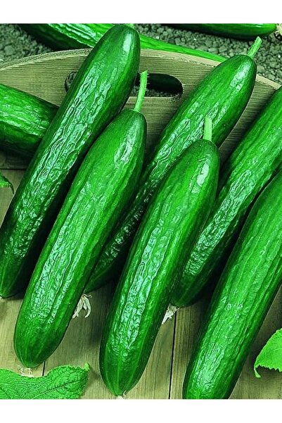 AGRODAL TARIM Çok Yüksek Verimli Hibrit Hıyar Taze Salatalık Tohumu 30 Ad. Tohum