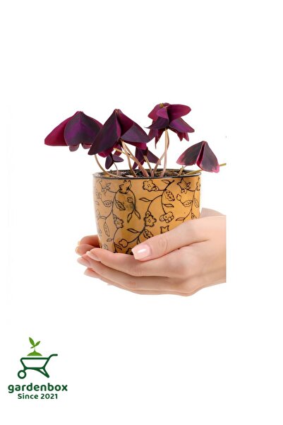 Gardenbox Formlu Mor Süs Yoncası Çiçeği 20-30Cm 1 ADET Canlı Çiçel Oxalis tri...