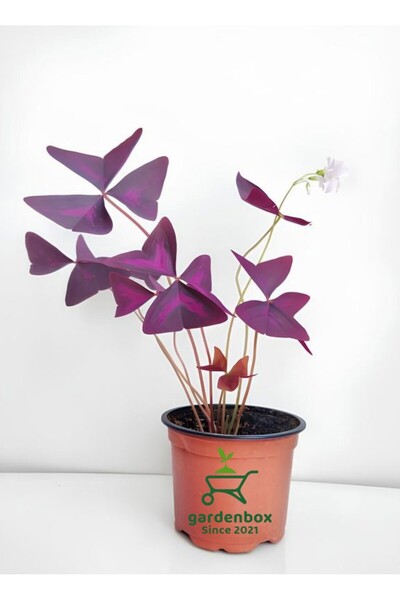 Gardenbox Yonca Çiçeği Mor Yapraklı Uyku ÇİÇEĞİ 20-30Cm (Oxalis triangularis)