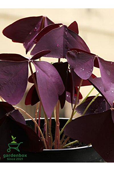 Gardenbox Mor Yapraklı Yonca Çiçeği Süs Yoncası 20-30Cm Dekoratif Çiçek