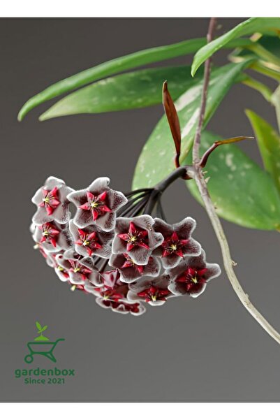 Gardenbox Özel Tür Siyah-Bordo Mum Çiçeği 10-20Cm Saksılı Çok Yıllık Bitki
