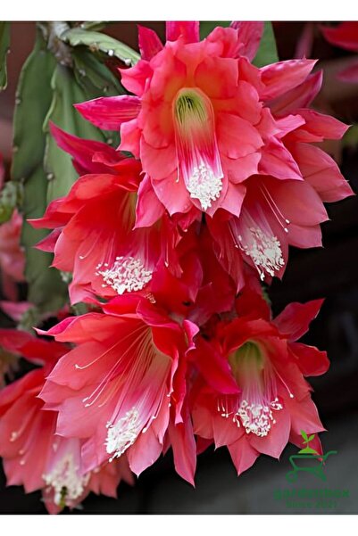 Gardenbox Atlas Çiçeği Kırmızı Renk 15-25Cm (Red Epiphyllum)