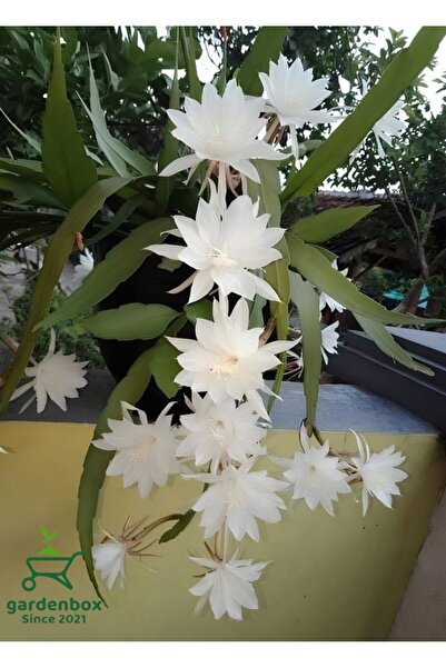 Gardenbox Beyaz Renk Atlas Çiçeği Sarkıcı Bitki 10-20Cm (White Epiphyllum)