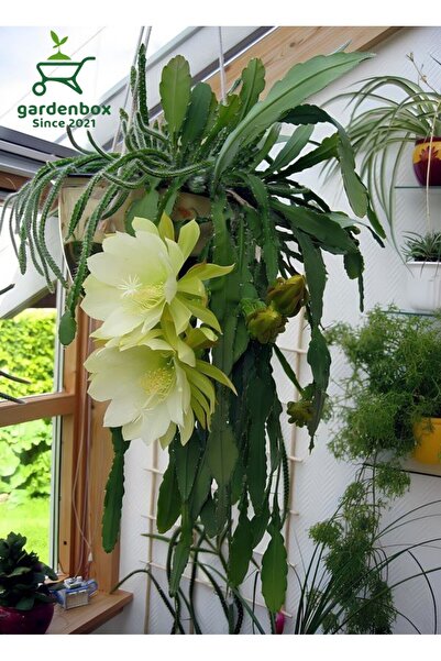 Gardenbox Atlas Çiçeği Sarı Renk 15-25Cm (Yellow Epiphyllum)