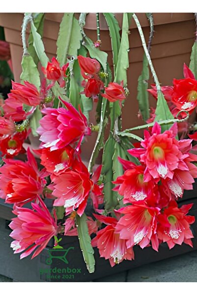 Gardenbox Kırmızı Renk Atlas Çiçeği Sarkıcı Bitki 10-20Cm (Red Epiphyllum)
