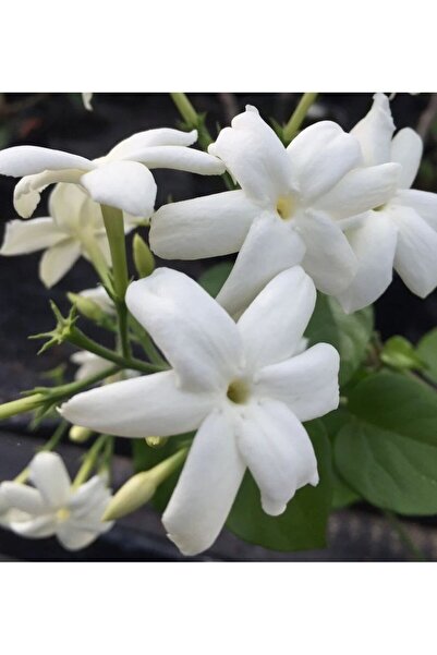 doğaşık "bahçe Ve Balkon Için Arap Yasemin Fidanı | 1-2 Yaş Tüplü"