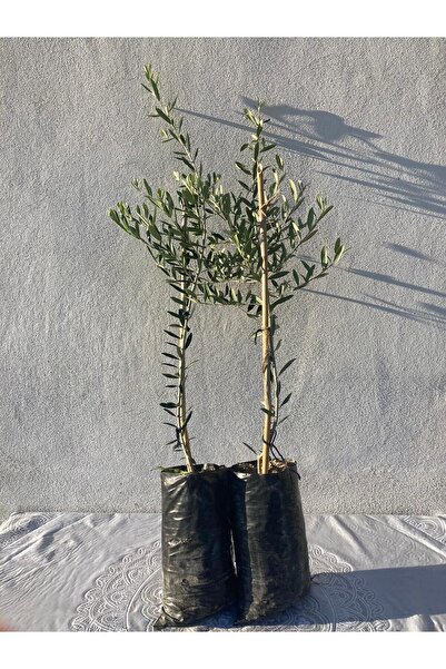 2 Adet Tüplü Ispanyol Zeytin Fidanı 1 Yaş 80-100 Cm (ARBEQUINA)