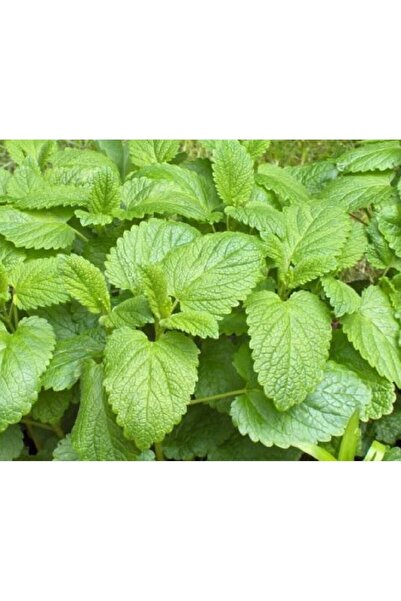 morlalem m Melisa Oğul Otu Fidesi Fidanı, Limon Kokulu Melissa Officinalis, B...