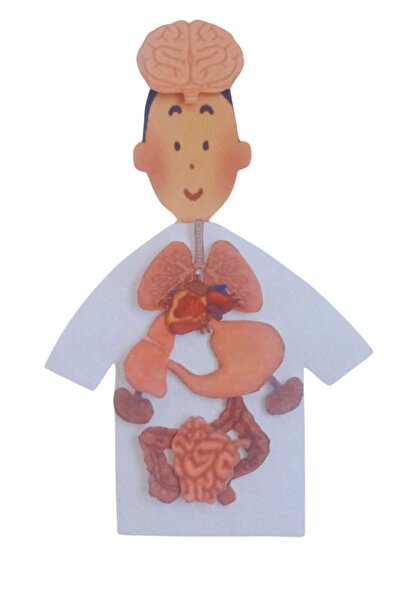 Human Body Toy - Preschool Educational Puzzle Internal Organs Set