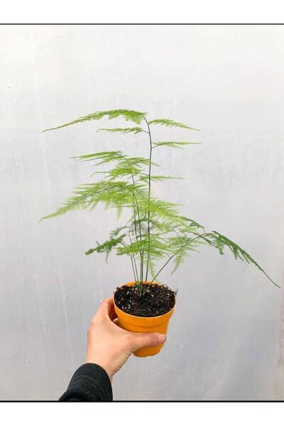 Bitkim Sende Mini Tül Kuşkonmaz Saksılı (5-10 CM) 1 Adet Salon Bitkisi