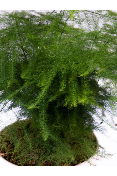 Bitkim Sende Mini Tül Kuşkonmaz Saksılı (5-10 CM) 1 Adet Salon Bitkisi